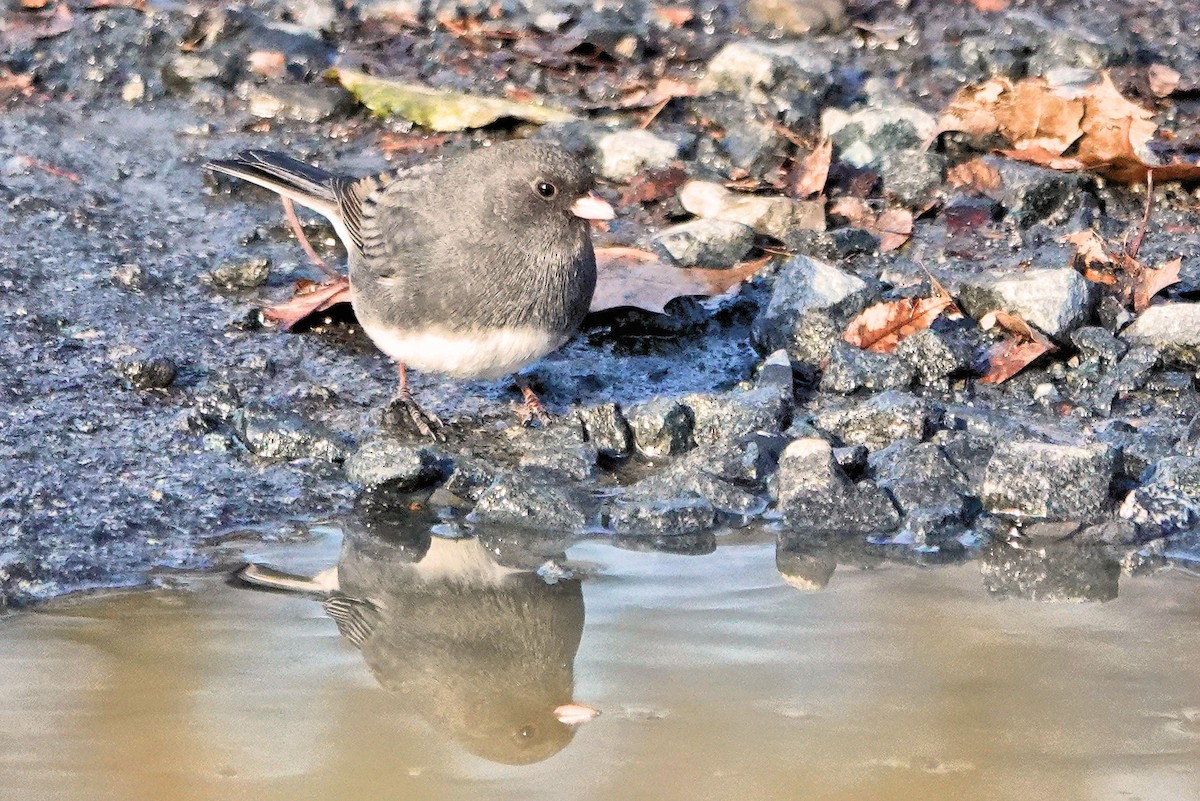Dark-eyed Junco - ML647373405