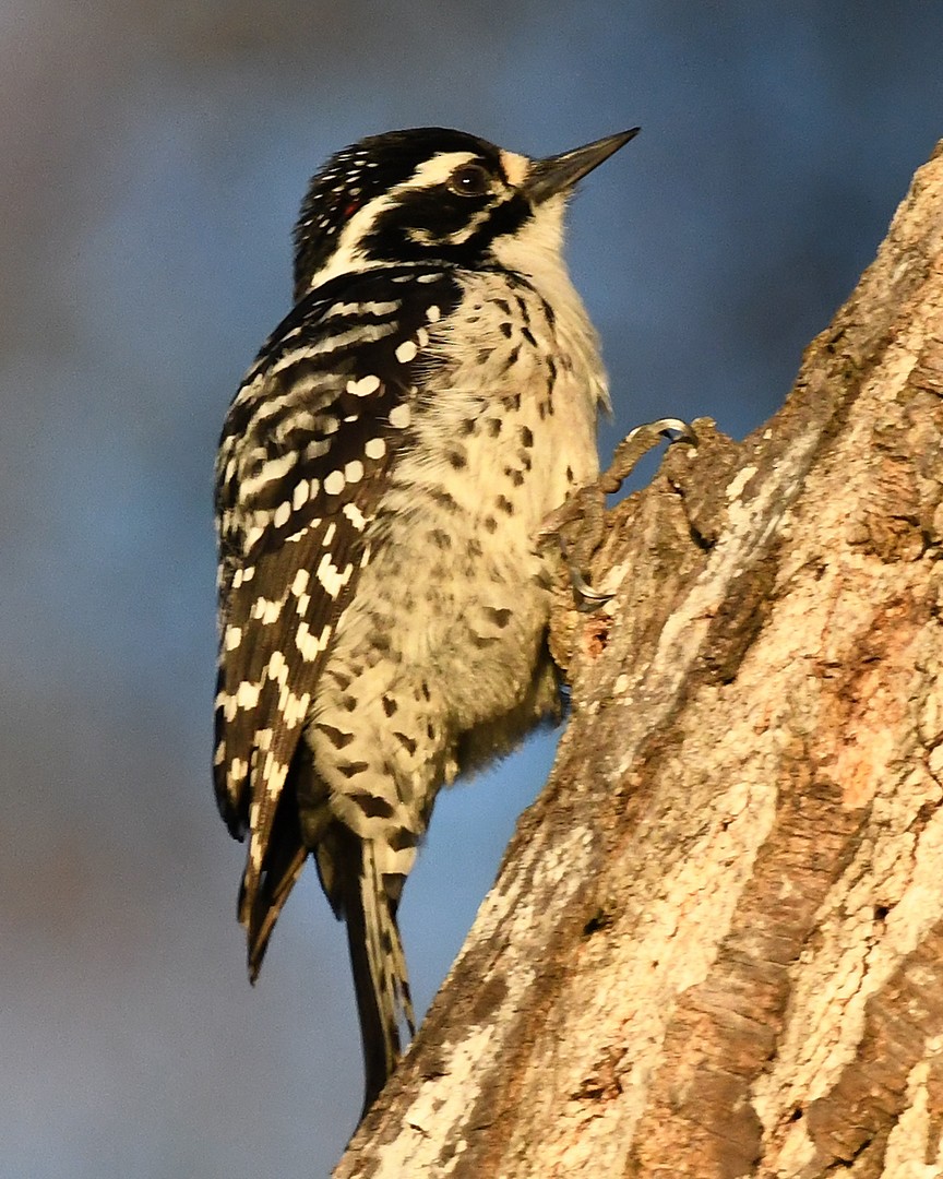 Nuttall's Woodpecker - ML647373406