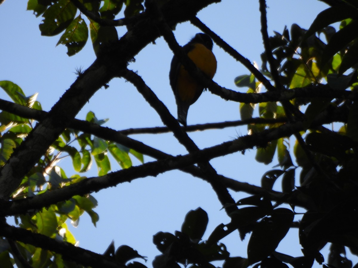 Trogón Violáceo - ML647373407