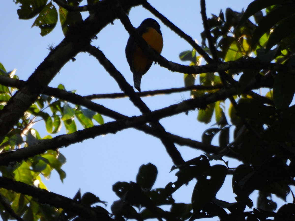 Trogón Violáceo - ML647373408