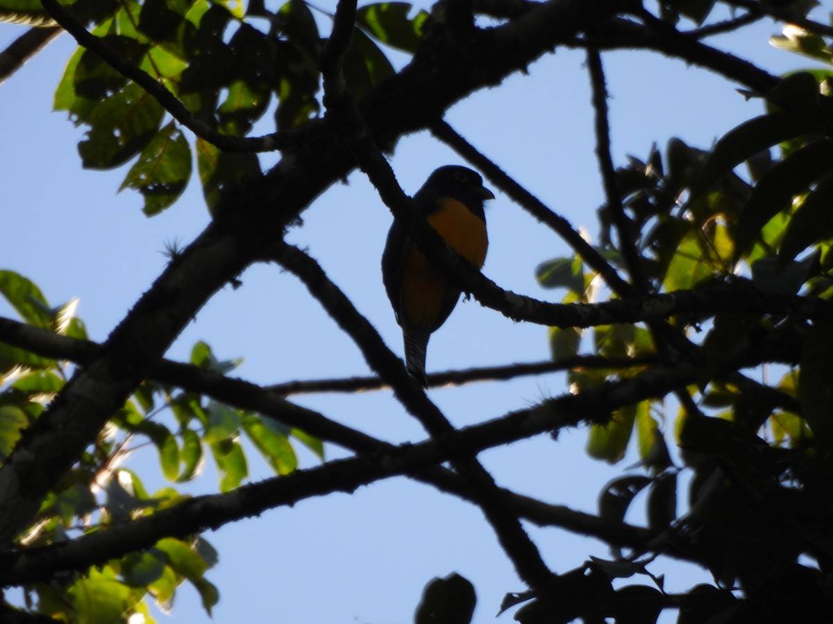 Trogón Violáceo - ML647373409