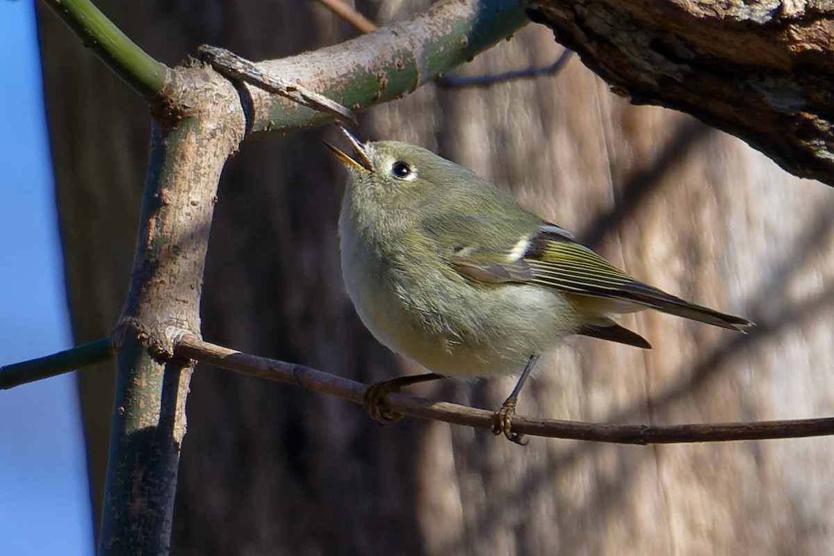 מלכילון אמריקני - ML647373414
