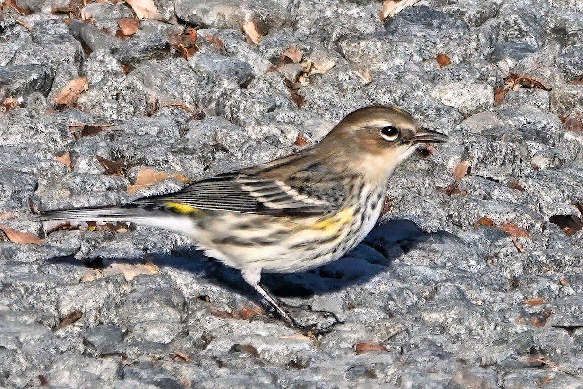 Yellow-rumped Warbler - ML647373415