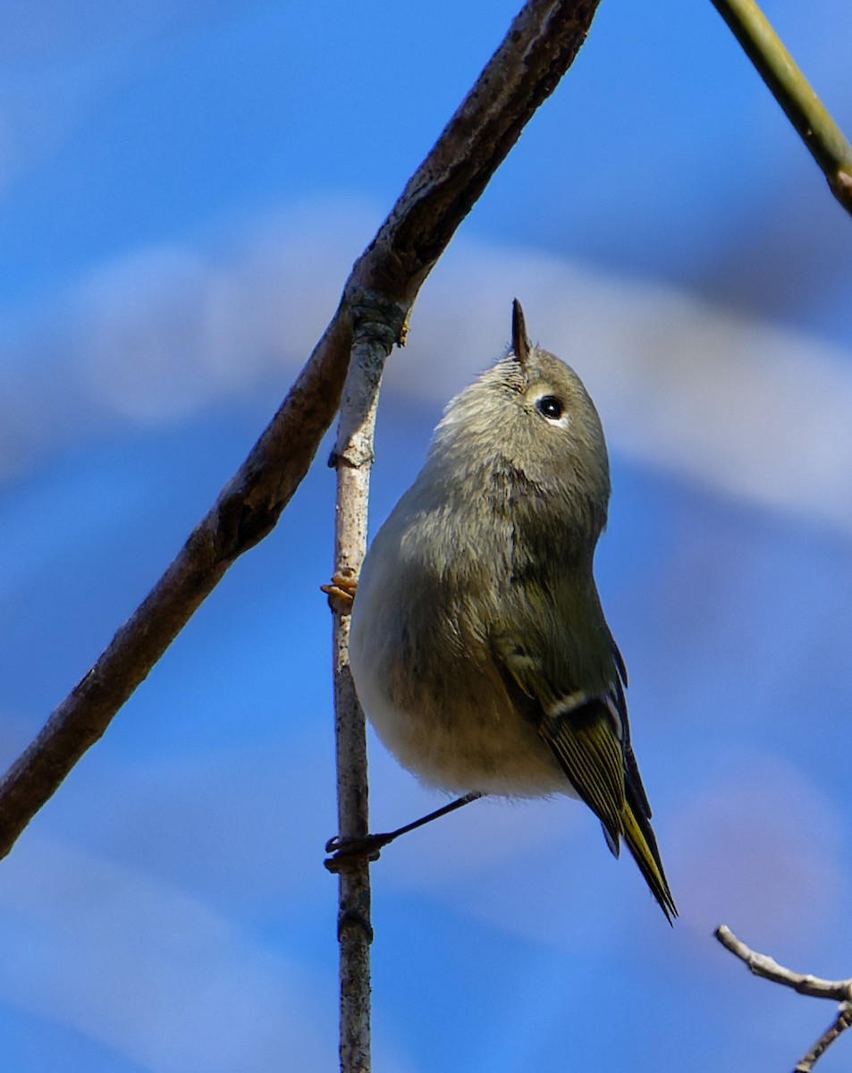 מלכילון אמריקני - ML647373427