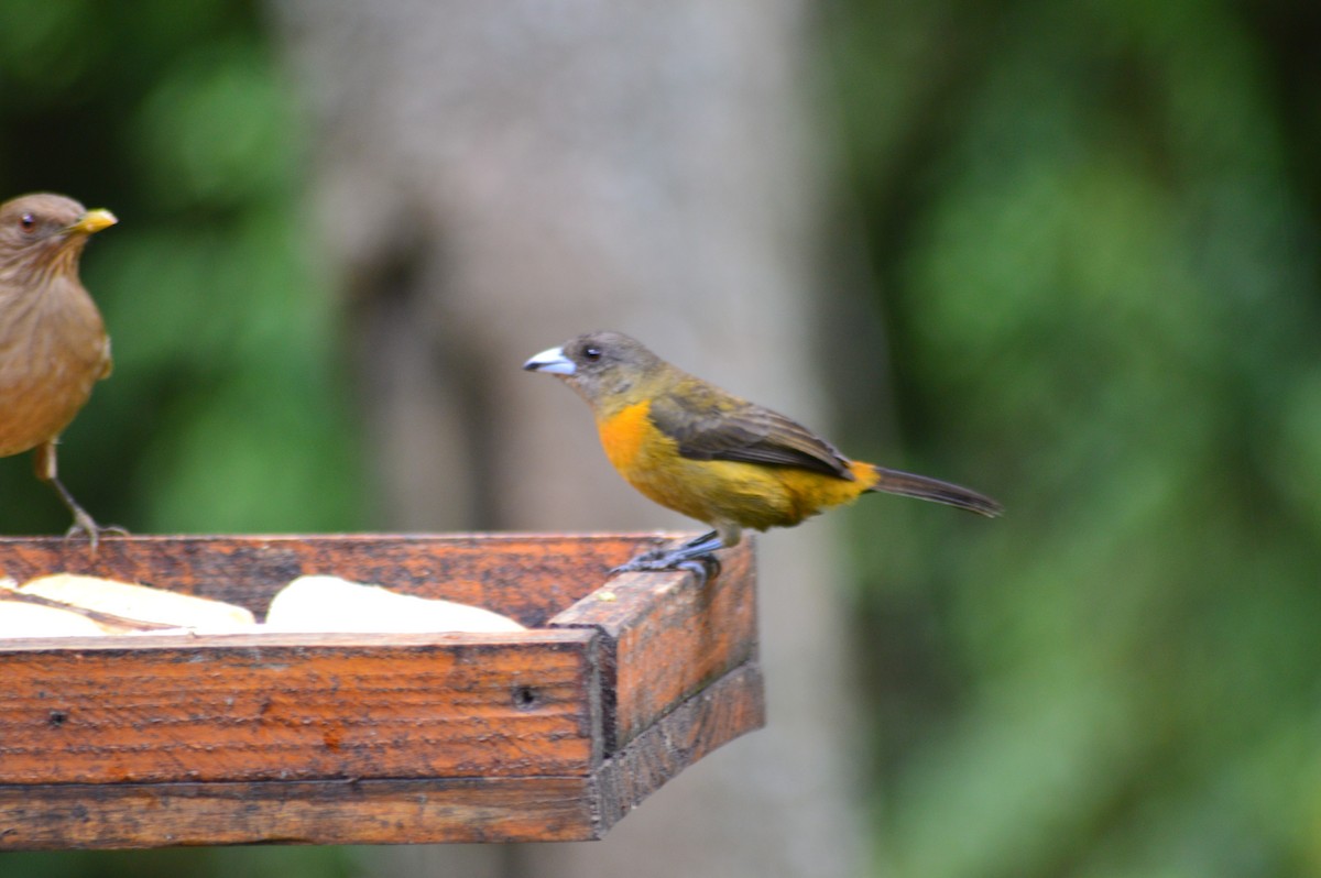 Scarlet-rumped Tanager - ML647373430
