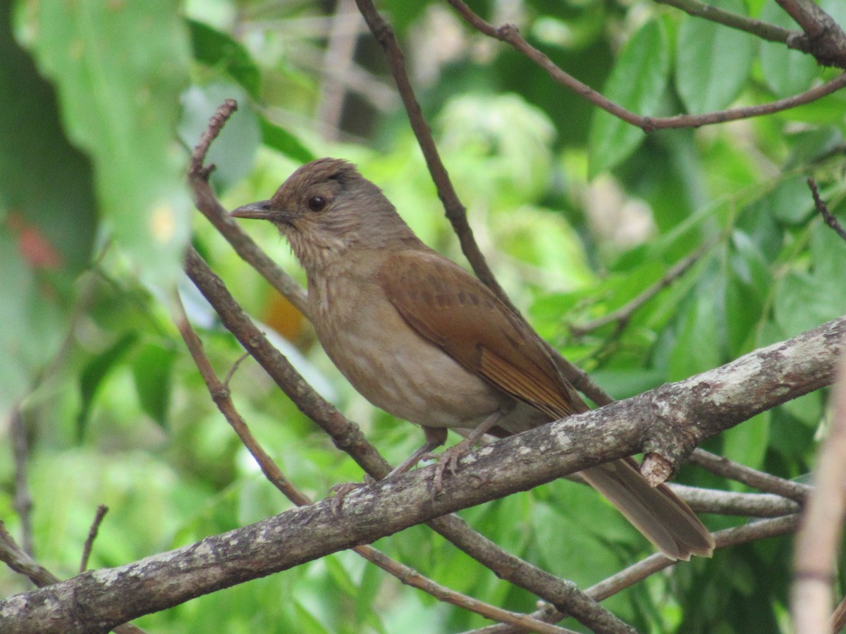 Pale-breasted Thrush - ML647373433