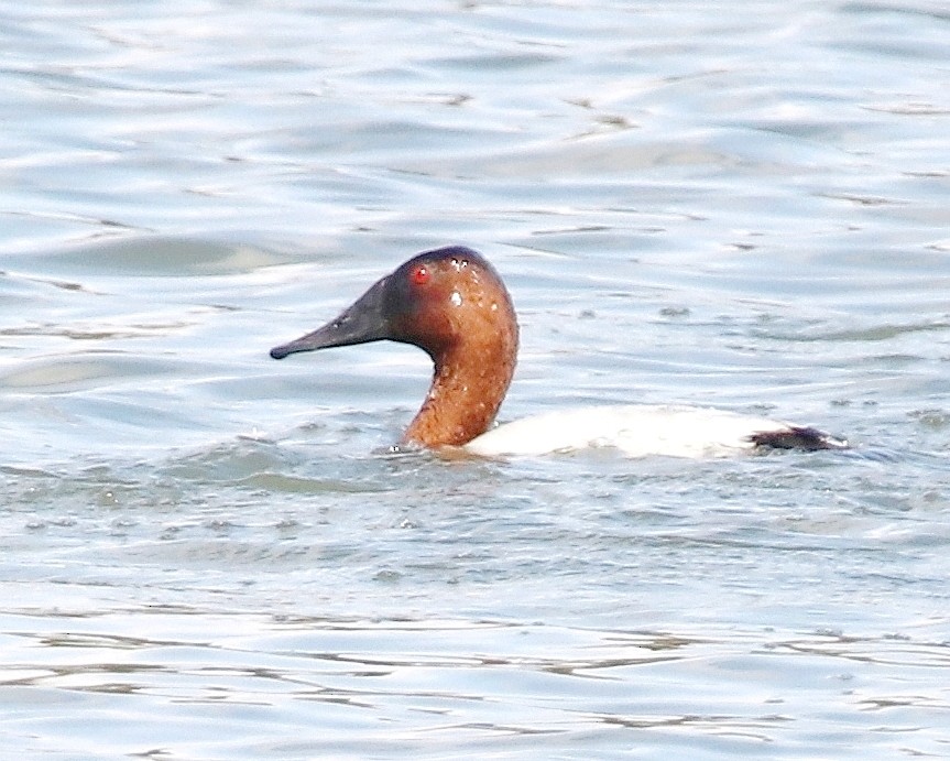 kanvasand - ML647373434