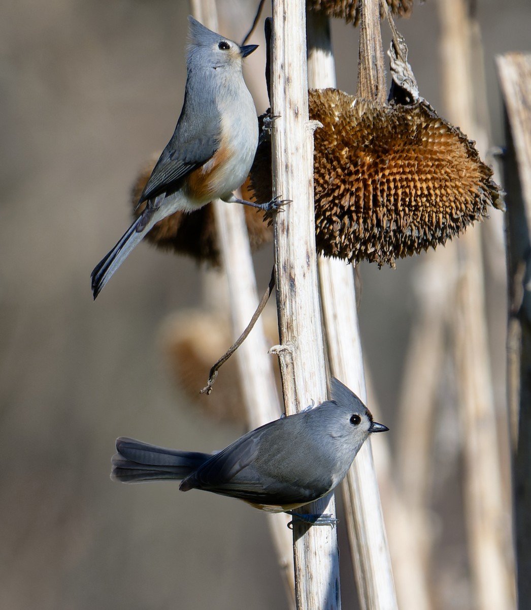 Tufted Titmouse - ML647373435