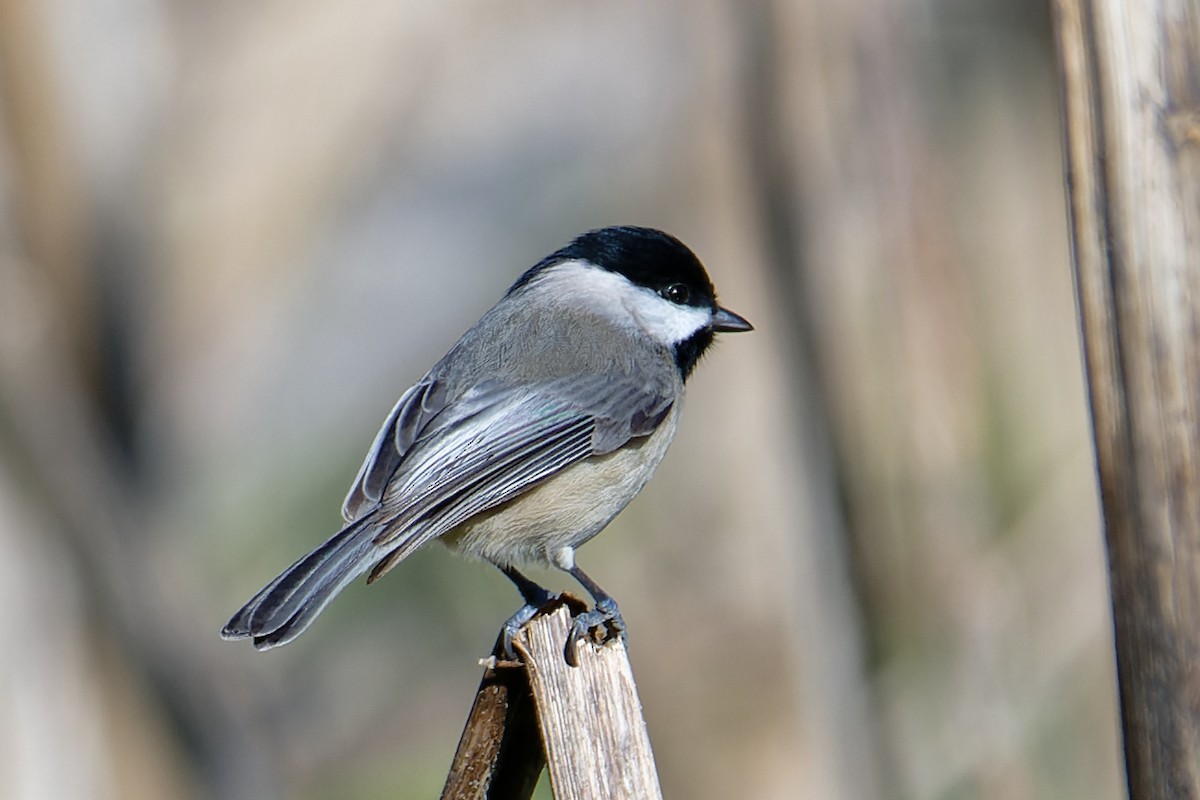 Carolina Chickadee - ML647373438