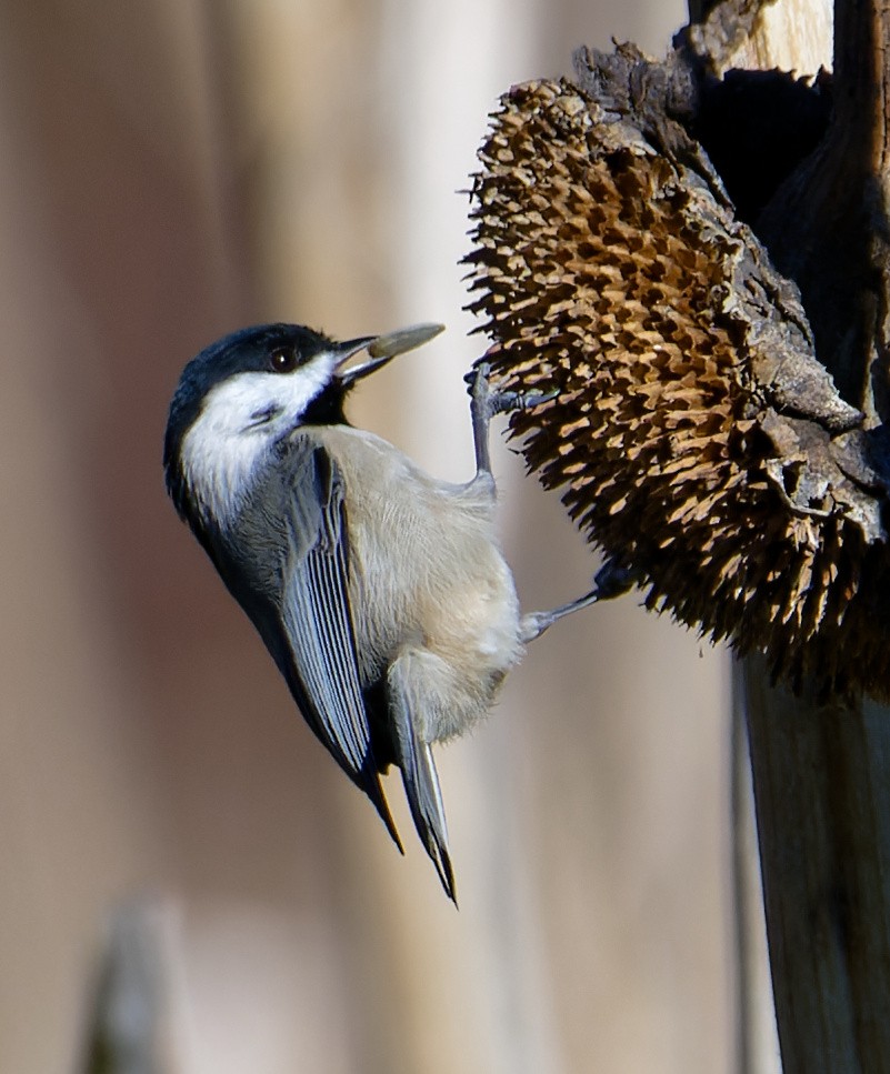 Carolina Chickadee - ML647373441