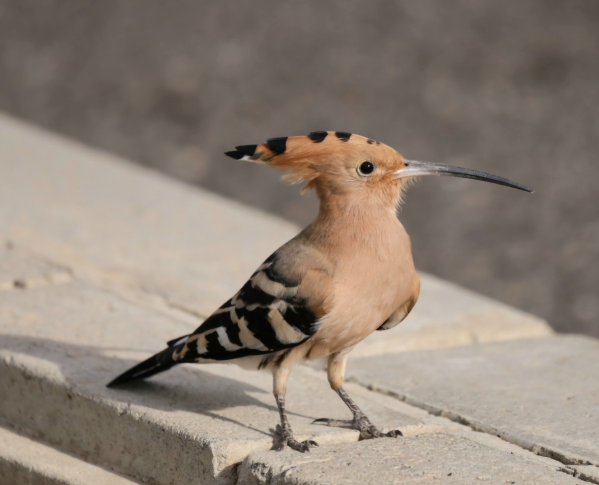 dudek chocholatý - ML647373459