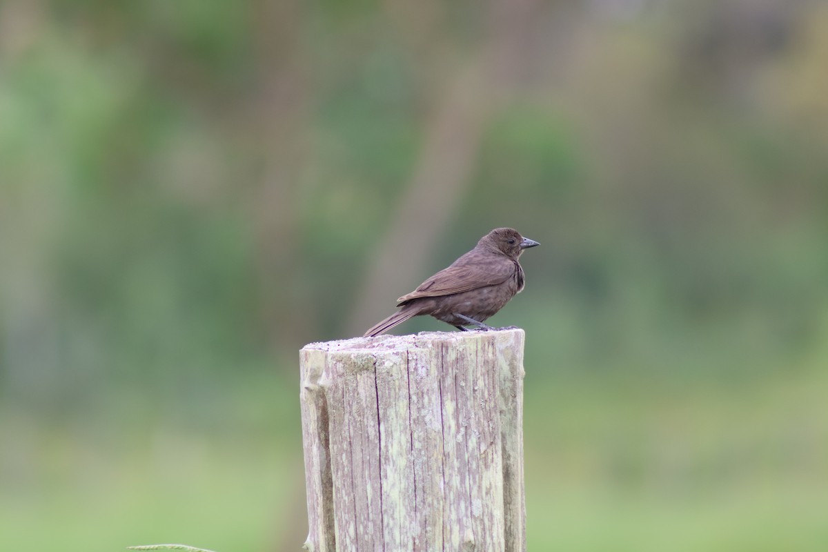 Chopi Blackbird - ML647373465