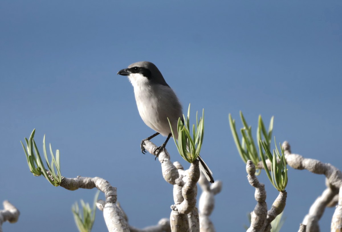 ťuhýk šedý - ML647373467