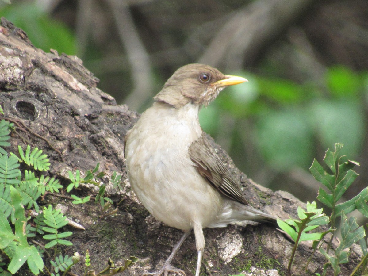 Creamy-bellied Thrush - ML647373468