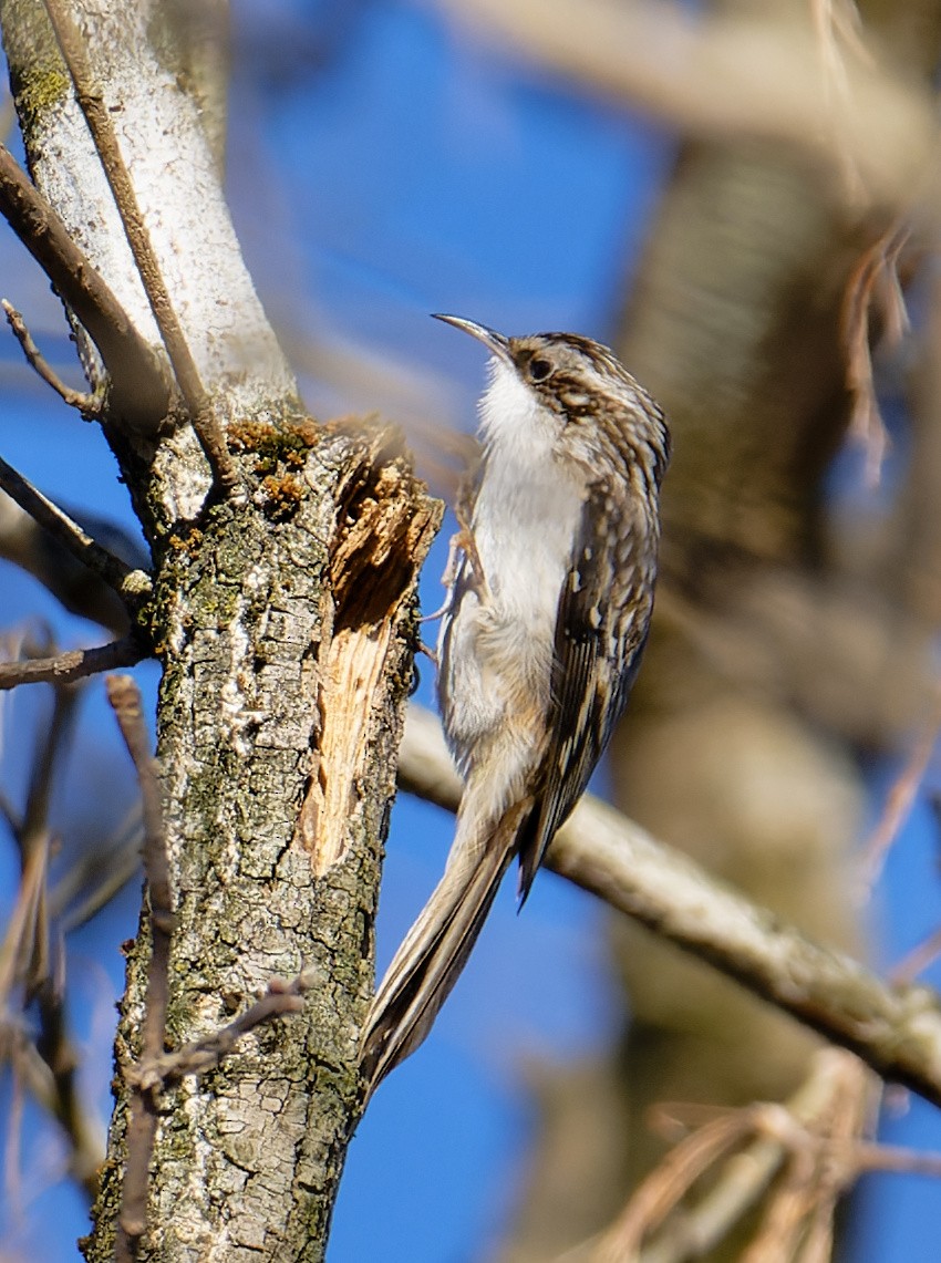 Brown Creeper - ML647373469