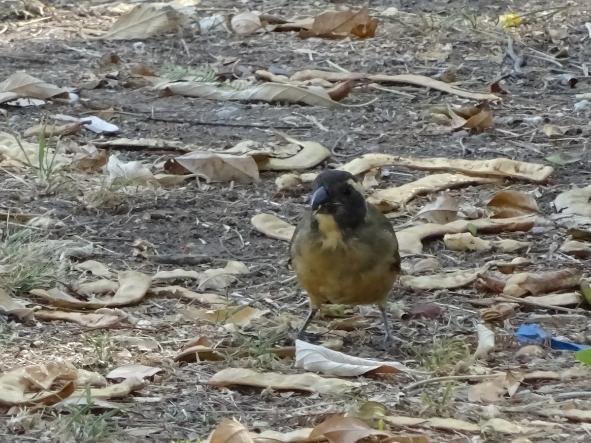 Golden-billed Saltator - ML647373470