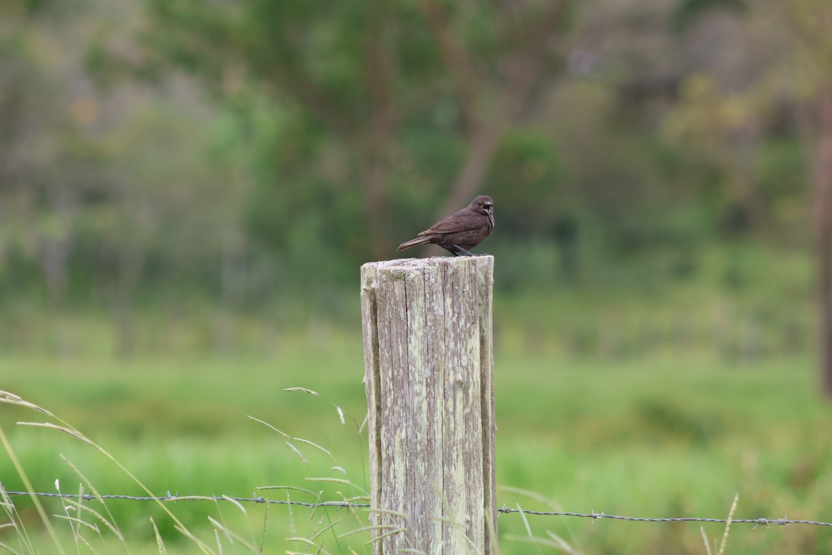 Chopi Blackbird - ML647373480