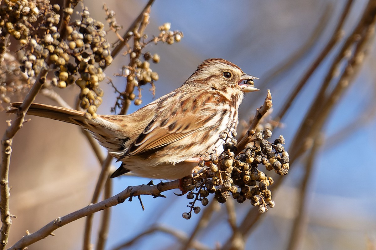 גיבתונית רוננת - ML647373482