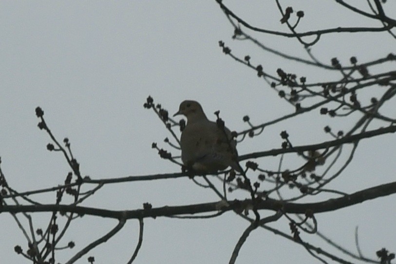 תורית אמריקנית - ML647373500