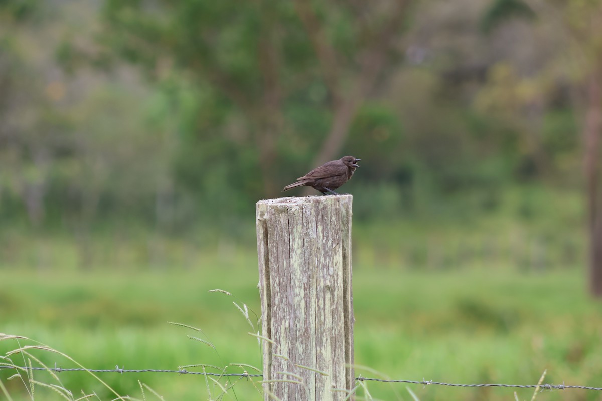 Chopi Blackbird - ML647373502