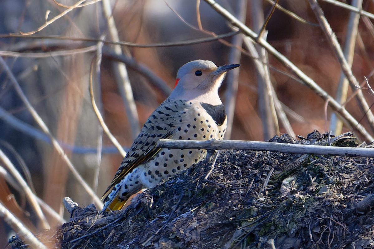 נקר צפון-אמריקני - ML647373504