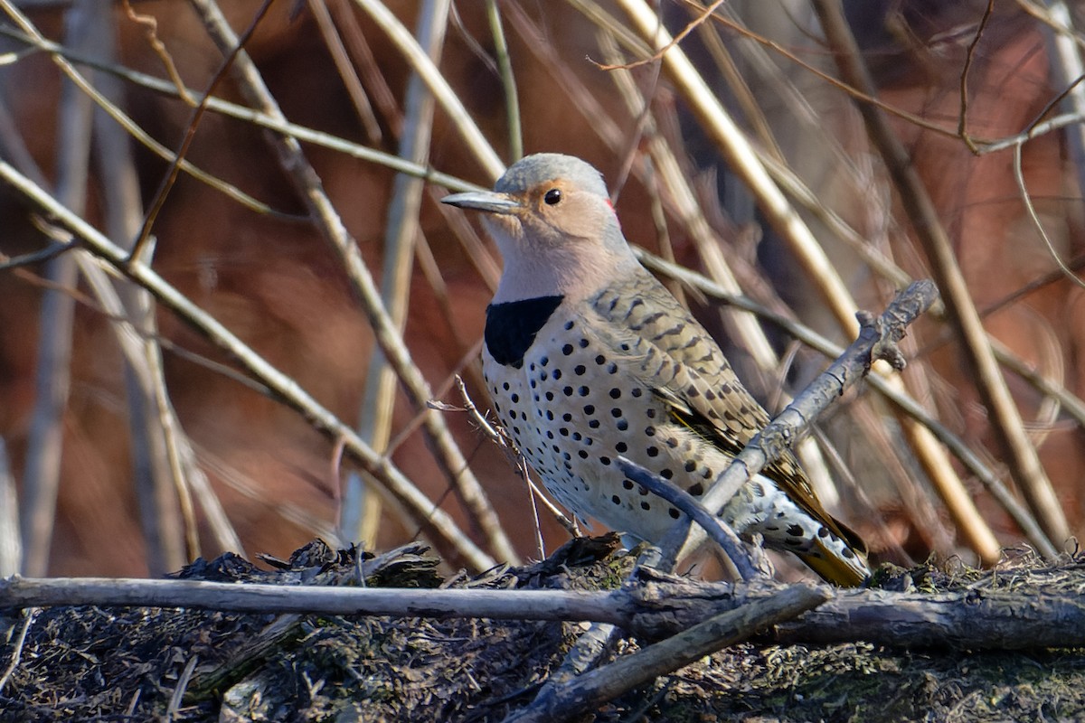 נקר צפון-אמריקני - ML647373507