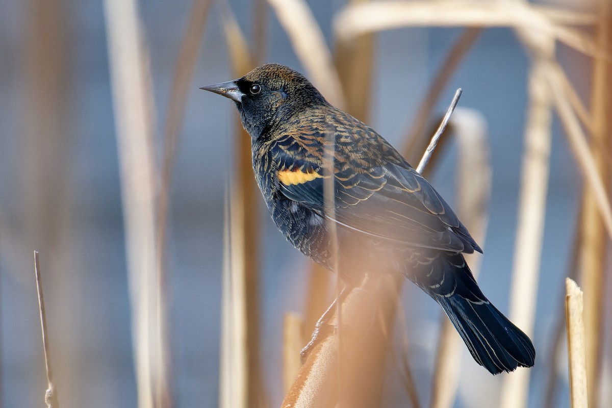 שחרורית אדומת-כנף - ML647373528