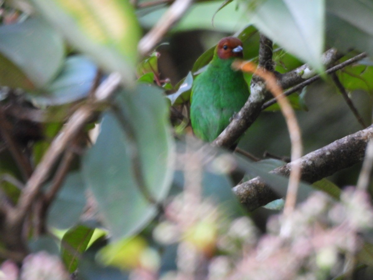 Calliste rouverdin - ML647373560