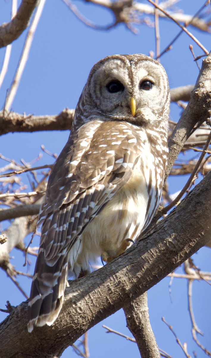 Barred Owl - ML647373562