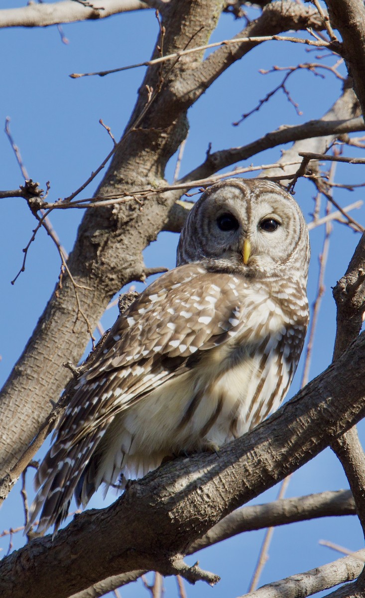 Barred Owl - ML647373563