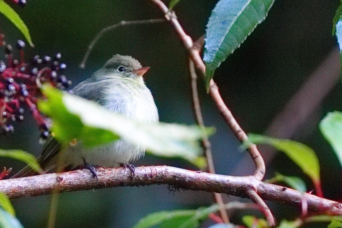 Yellow-bellied Flycatcher - ML647373565