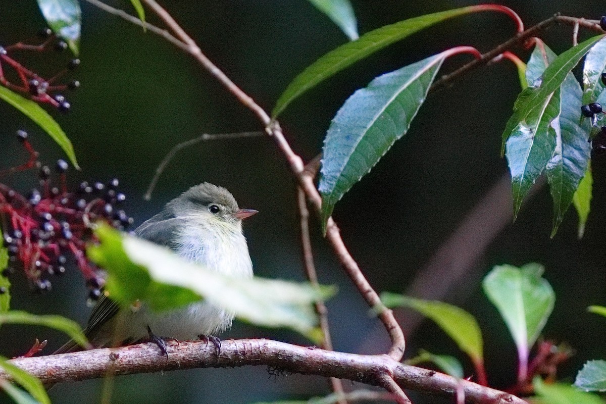 Yellow-bellied Flycatcher - ML647373566
