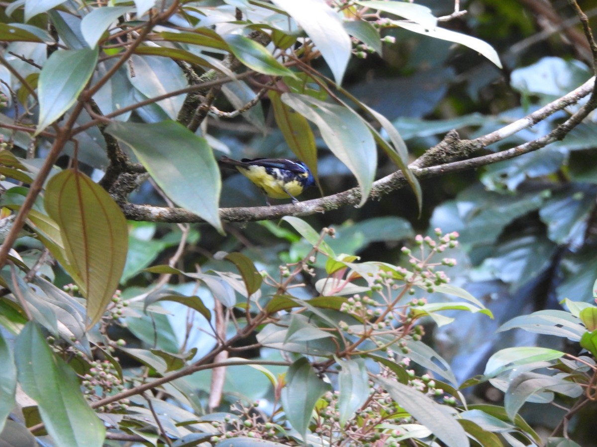 Turquoise Tanager - ML647373598