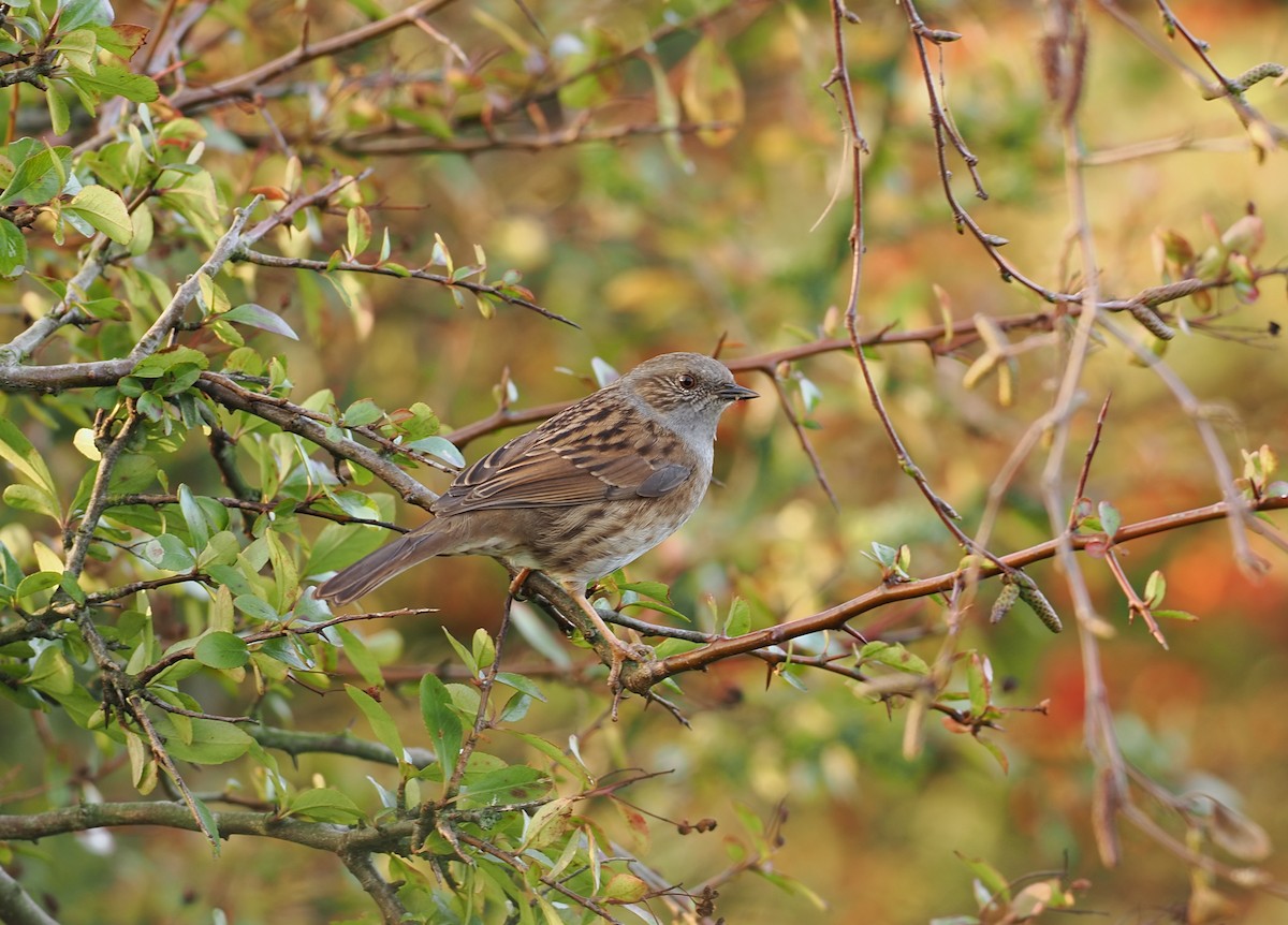 Dunnock - ML647373603
