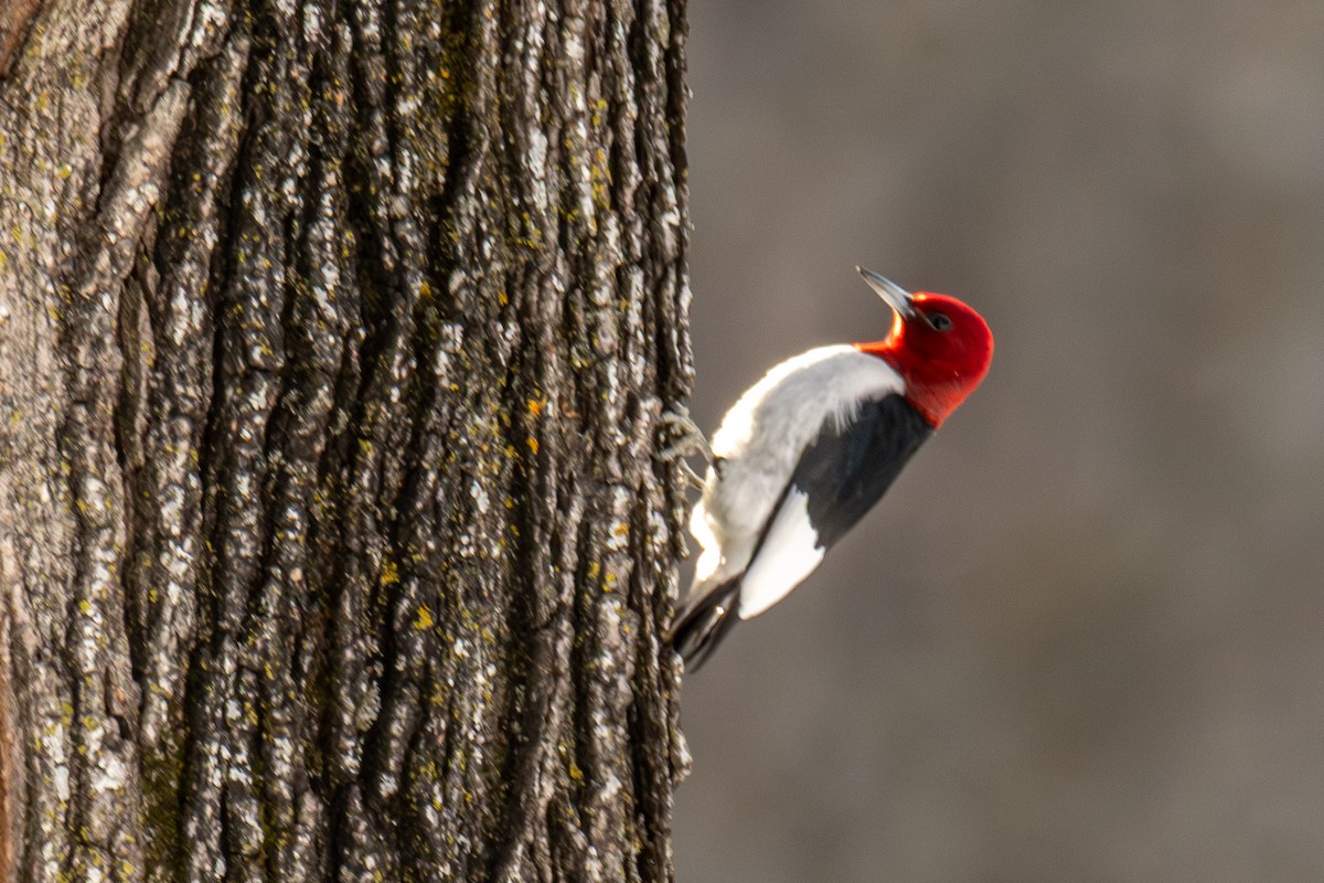 Red-headed Woodpecker - ML647373607
