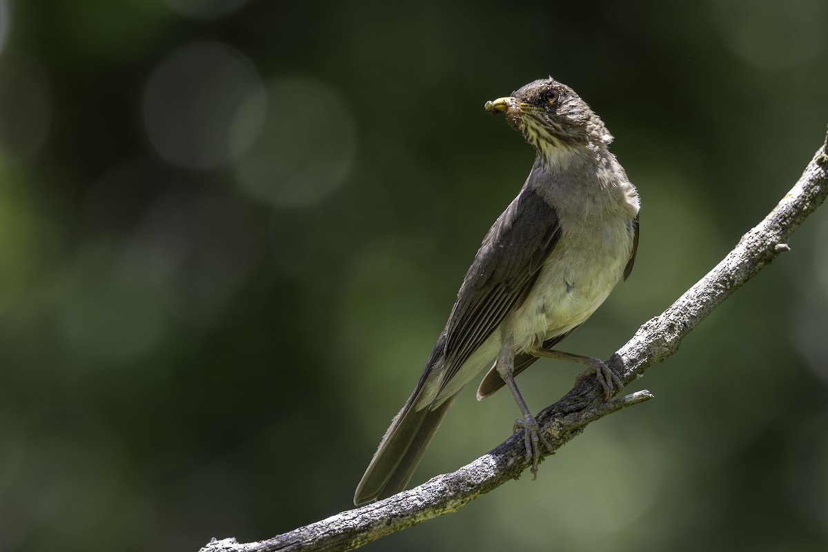 Creamy-bellied Thrush - ML647373613