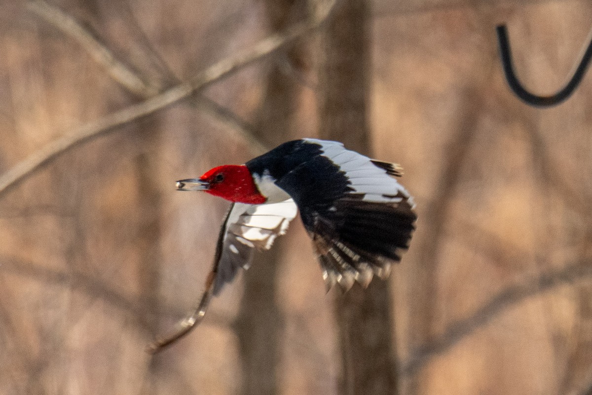 Red-headed Woodpecker - ML647373619