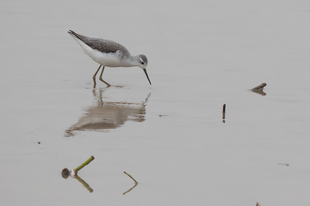 Marsh Sandpiper - ML647373621
