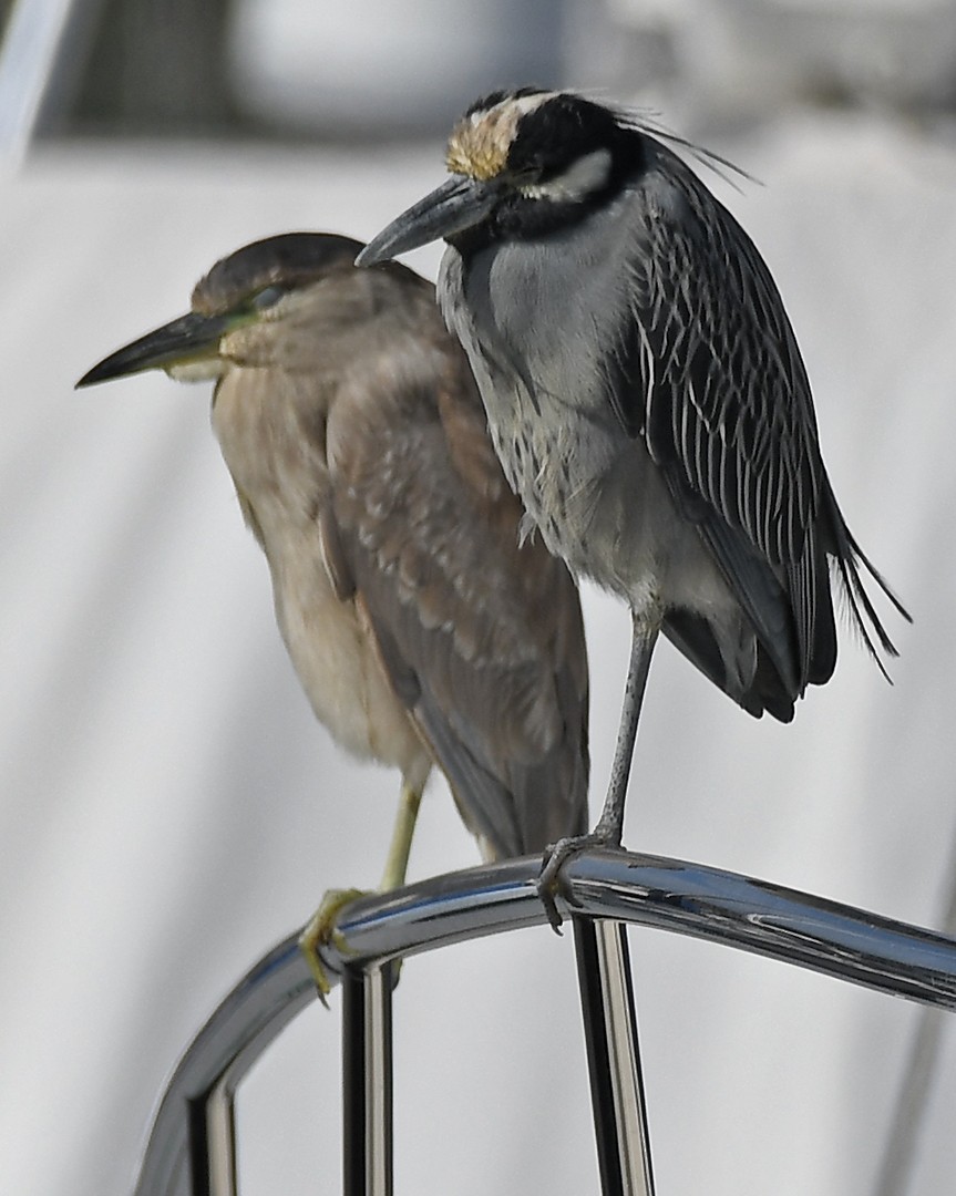 Sarı Tepeli Gece Balıkçılı - ML647373628