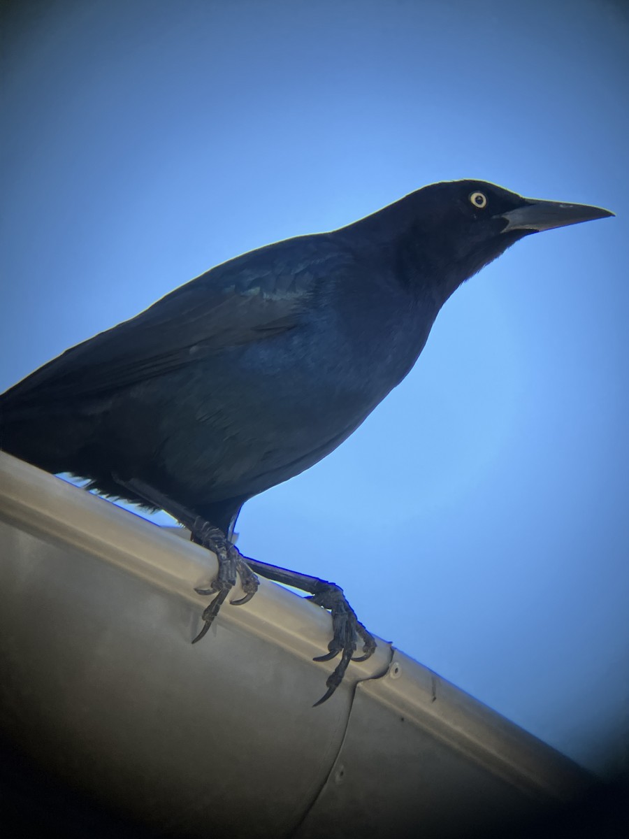 Гракл прибережний - ML647373630