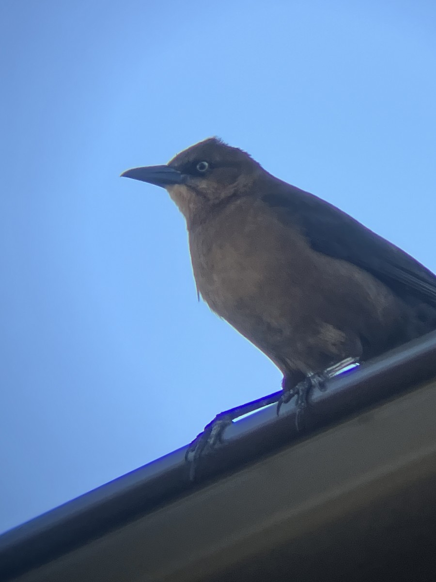 Гракл прибережний - ML647373631