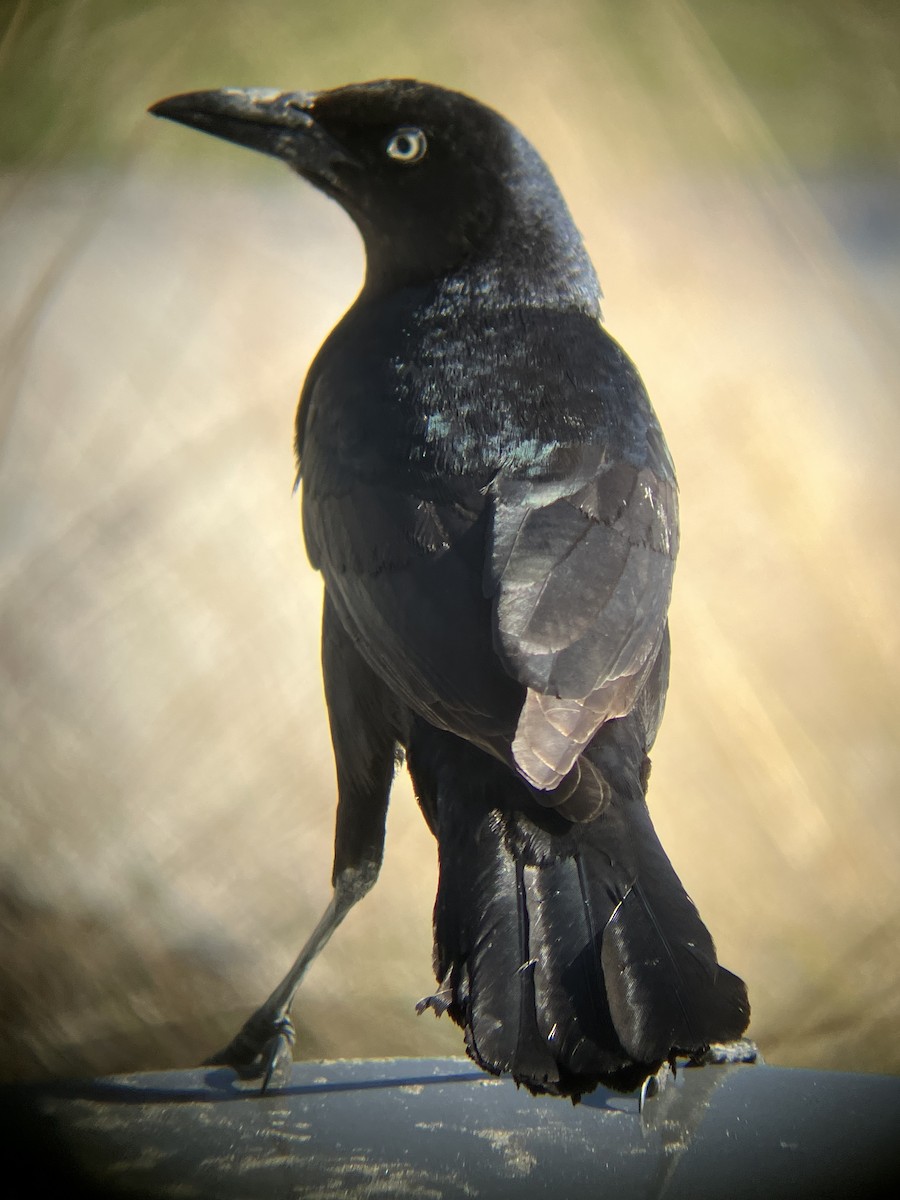 Гракл прибережний - ML647373632