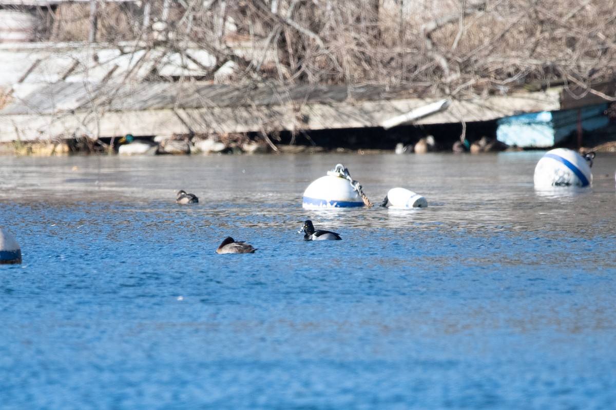 Ring-necked Duck - ML647373638