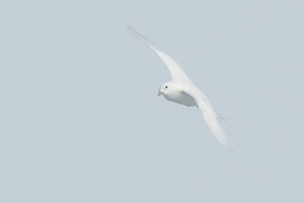 Boli-antxeta - ML647373641