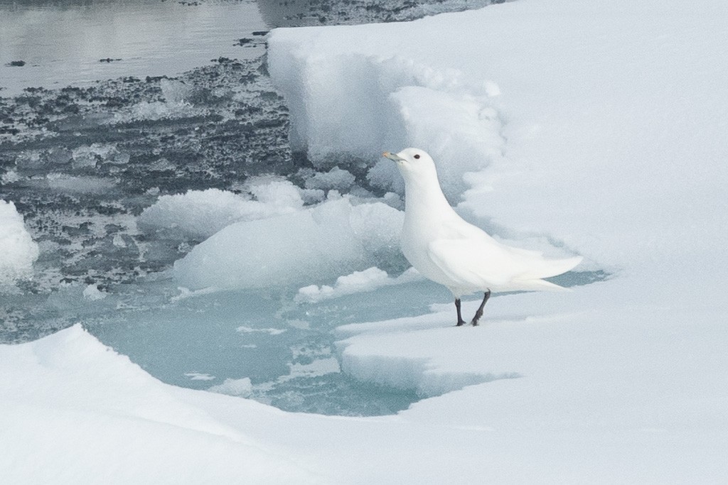 Boli-antxeta - ML647373642