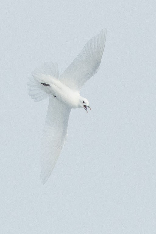 Boli-antxeta - ML647373643