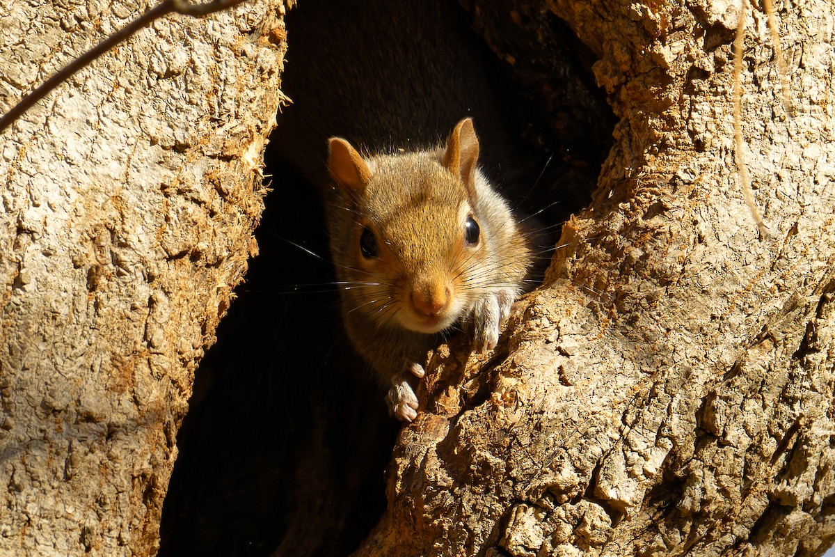 סנאיים - ML647373645