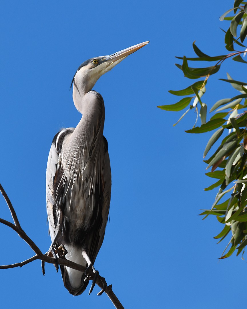 Great Blue Heron - ML647373647