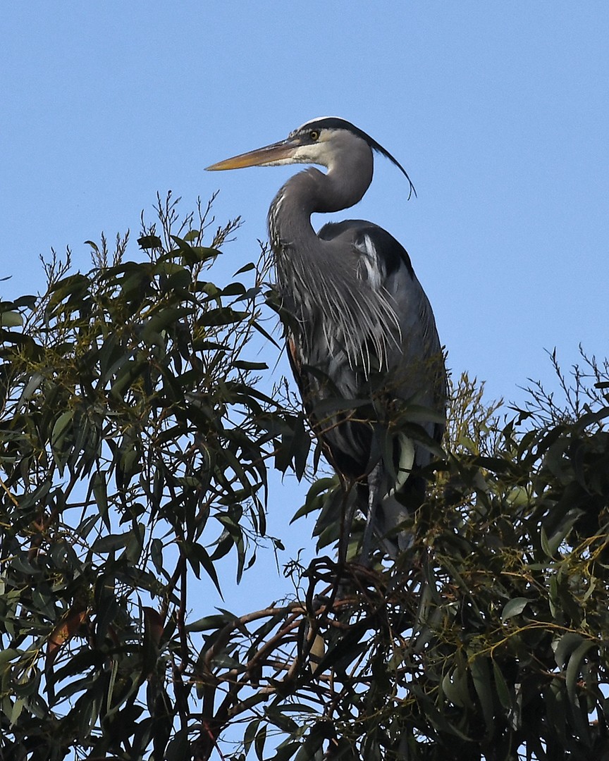 Great Blue Heron - ML647373649