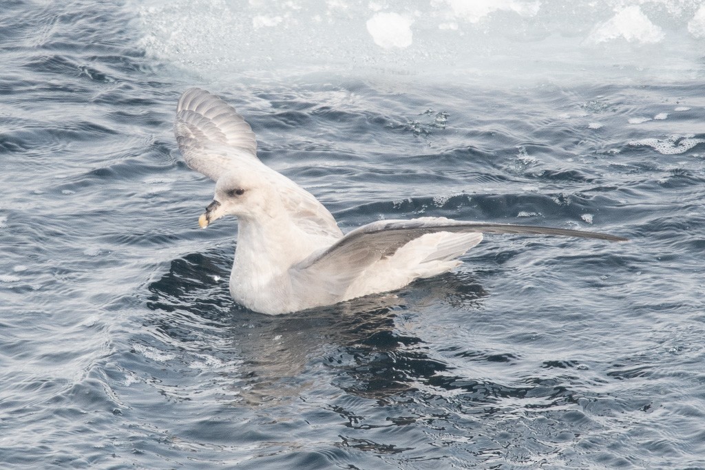 Fulmar boreala (Atlantikokoa) - ML647373652